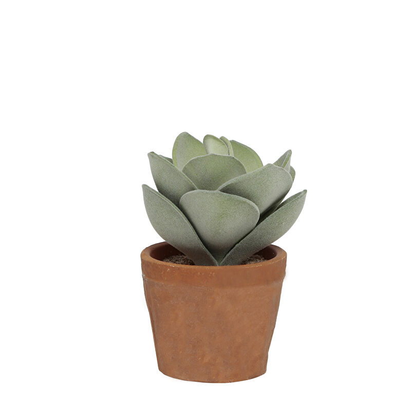 DEKORATİF BİTKİ - SUKULENT (8,5x13cm)