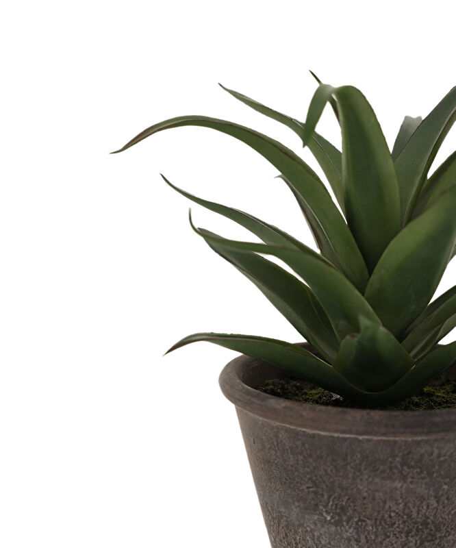 Saksı bitki (20x20 Cm)