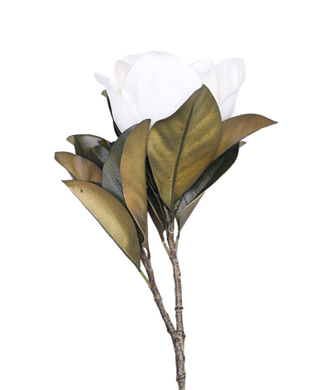 Tek dal bitki(17x69 cm)